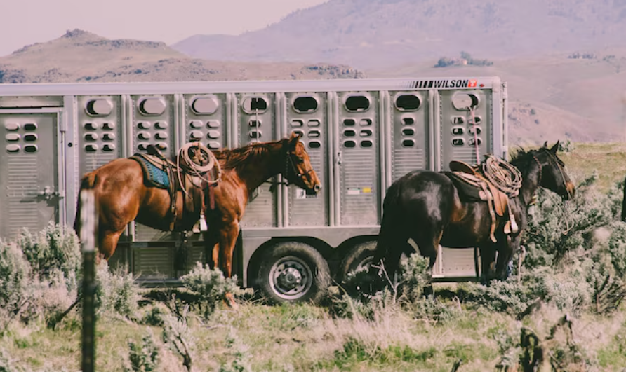 Cattle in field